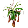 Vleesetende plant Nepenthes Alata