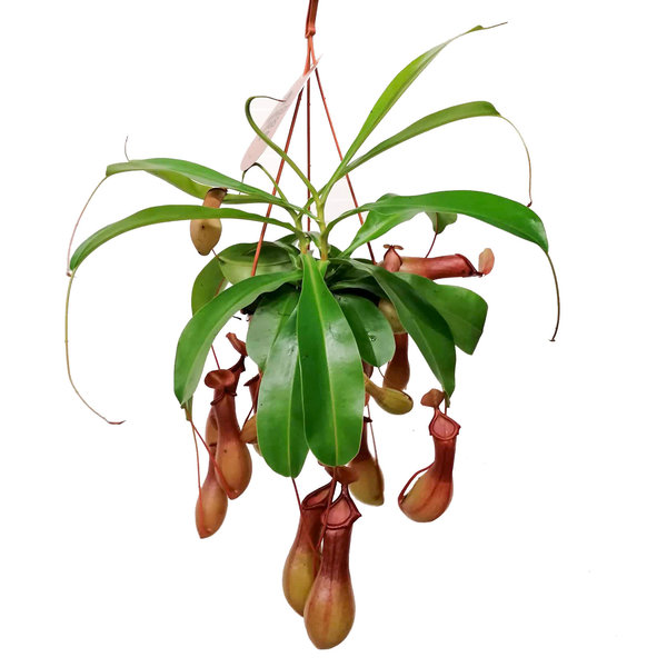 Vleesetende plant Nepenthes Alata