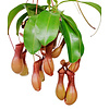Vleesetende plant Nepenthes Alata