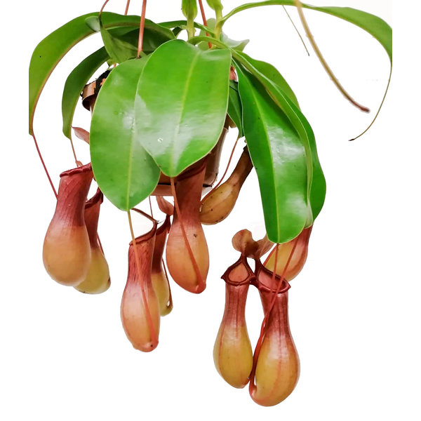 Vleesetende plant Nepenthes Alata