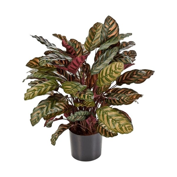 Calathea Makoyana - kunstplant