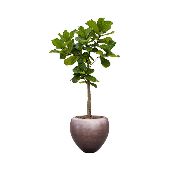 Ficus Lyrata op Stam in Pot Metallic Leaf