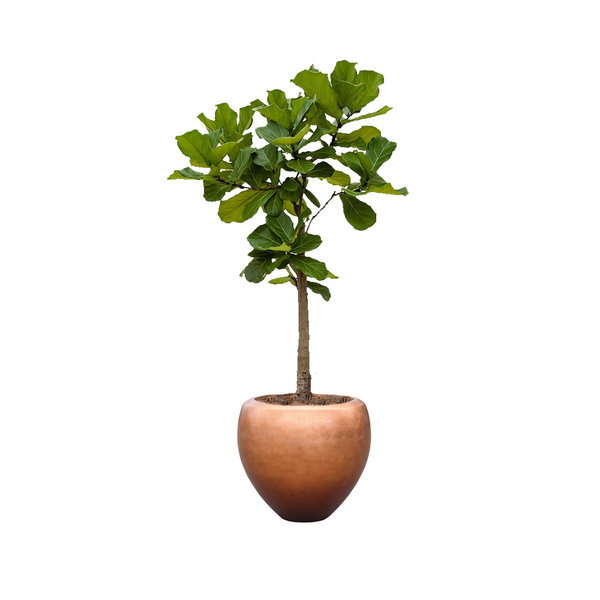 Ficus Lyrata op Stam in Pot Metallic Leaf