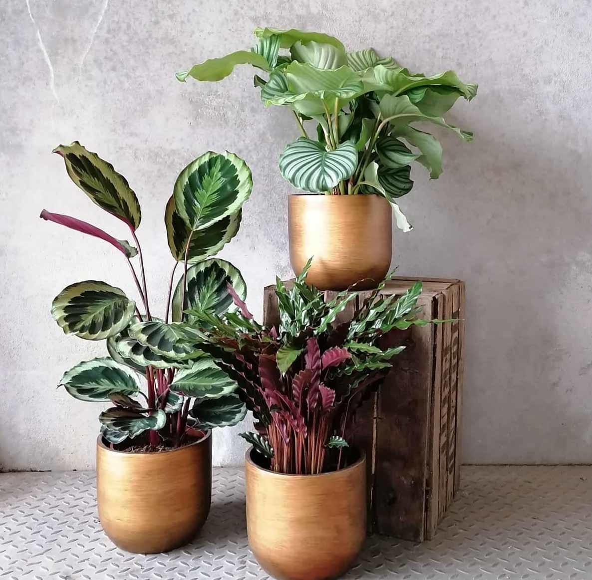  Calathea  Medaillon eenvoudig en  snel online bestellen 