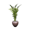 Kentia in Pot Metallic Leaf