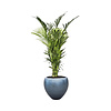 Kentia in Pot Metallic Leaf