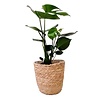 Monstera Gatenplant in Mand