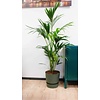 Kentia Palm large in Pot Greenville
