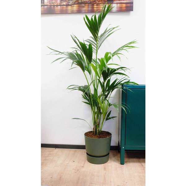 Kentia Palm large in Pot Greenville