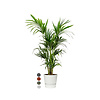 Kentia Palm large in Pot Greenville