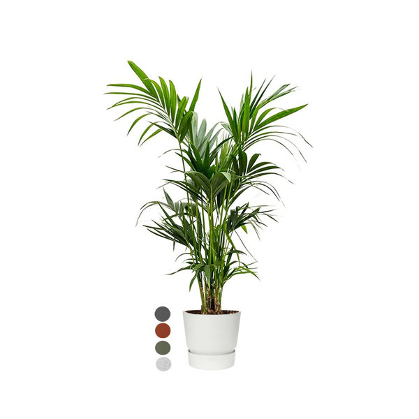 Kentia Palm large in Pot Greenville
