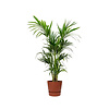 Kentia Palm large in Pot Greenville