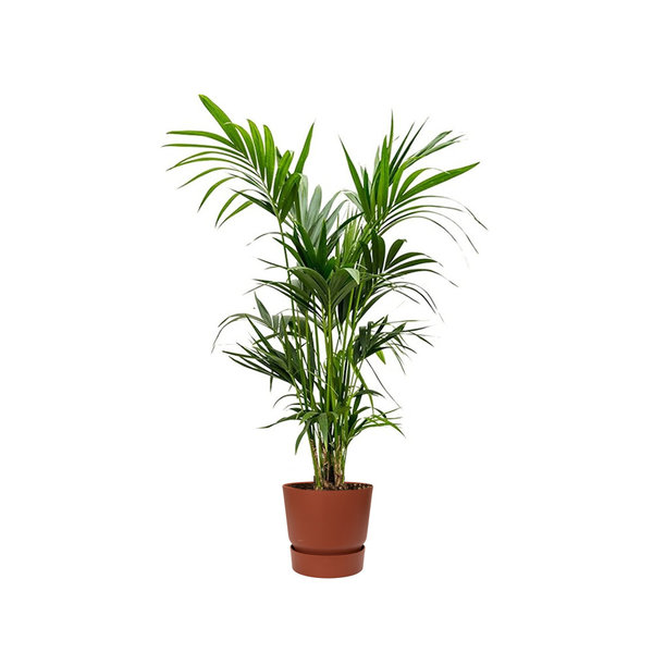 Kentia Palm large in Pot Greenville