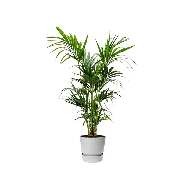 Kentia Palm large in Pot Greenville