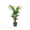 Kentia Palm large in Pot Greenville