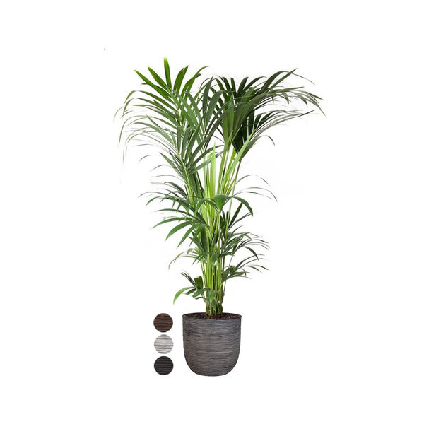 Kentia Palm XXL in Capi Rib Urban Egg Ø 35 cm