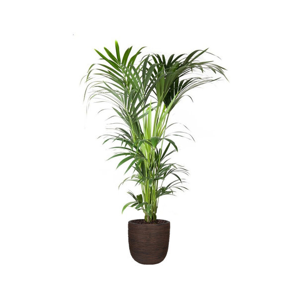Kentia Palm XXL in Capi Rib Urban Egg Ø 35 cm