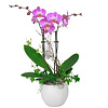 Orchidee Pink in pot Botanic White
