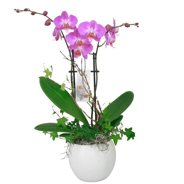 Orchidee Pink in pot Botanic White