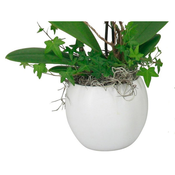 Orchidee Pink in pot Botanic White