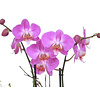 Orchidee Pink in pot Botanic White