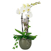 Orchidee White in pot Botanic Green