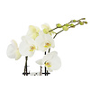 Orchidee White in pot Botanic Green