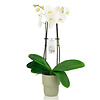 Orchidee White in pot Pastel Green