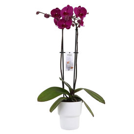 Fleur.nl - Orchidee Purple in pot Pastel White