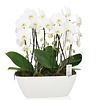 Orchidee White Cascade Twin in schaal Zona