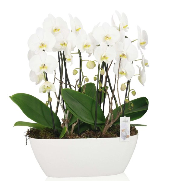 Orchidee White Cascade Twin in schaal Zona
