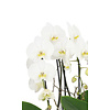 Orchidee White Cascade Twin in schaal Zona