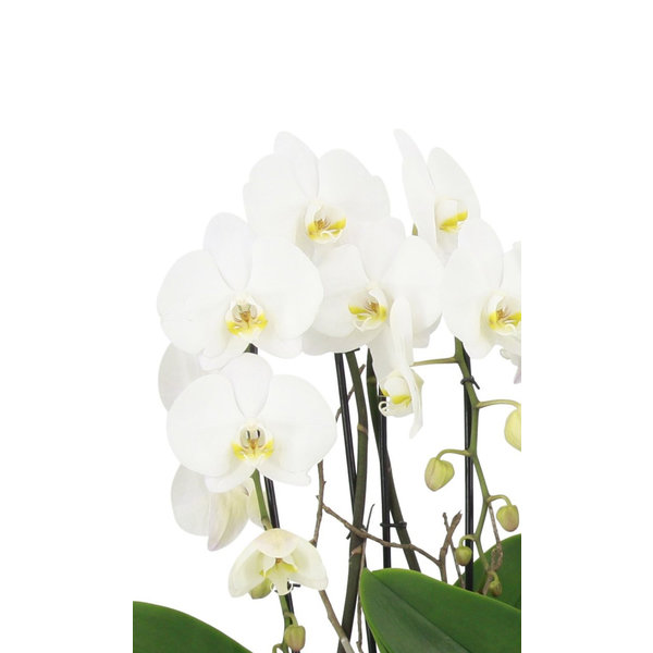 Orchidee White Cascade Twin in schaal Zona