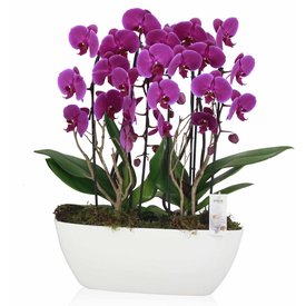 Fleur.nl - Orchidee Purple Cascade Twin in schaal Zona