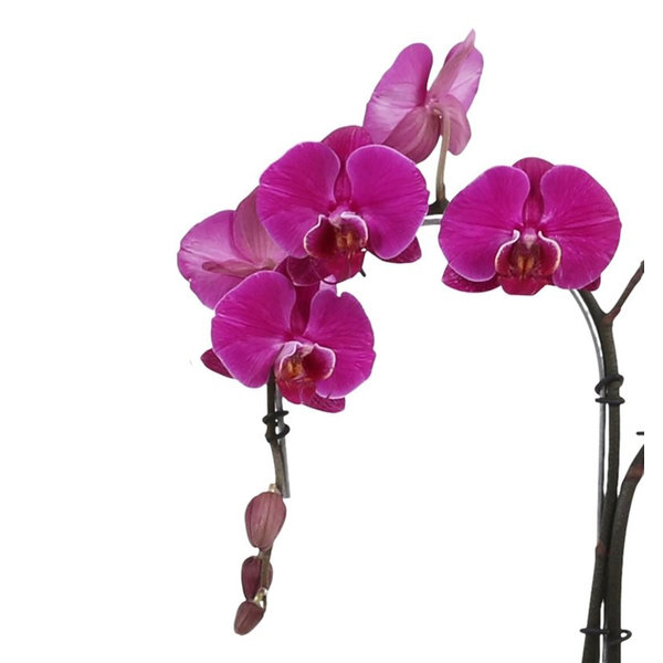 Orchidee Palmtree Purple in pot Lisa