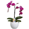 Orchidee Palmtree Purple in pot Lisa