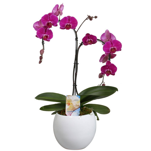 Orchidee Palmtree Purple in pot Lisa