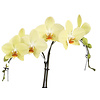 Orchidee Palmtree Yellow in pot Lisa