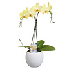 Orchidee Palmtree Yellow in pot Lisa