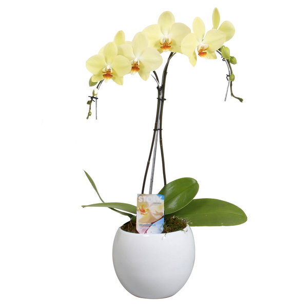 Orchidee Palmtree Yellow in pot Lisa