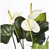 Anthurium de Luxe White Small - kunstplant