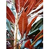 Capensia - kunstplant