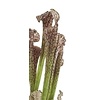 Sarracenia Brown - kunstplant