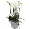 Orchidee White Complete in pot Stone