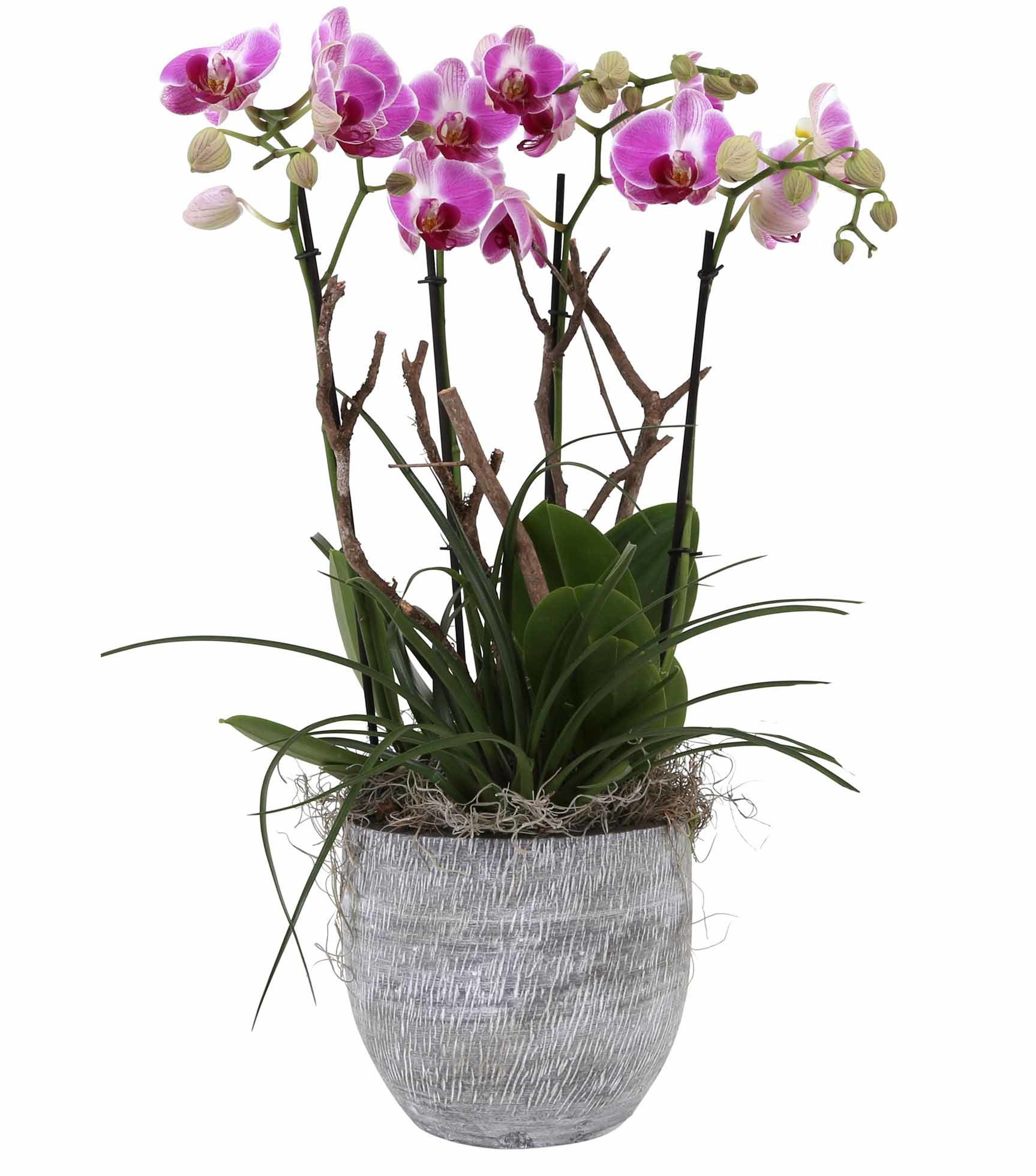 Orchidee Pink Complete in pot Stone eenvoudig online bestellen? Fleur.nl