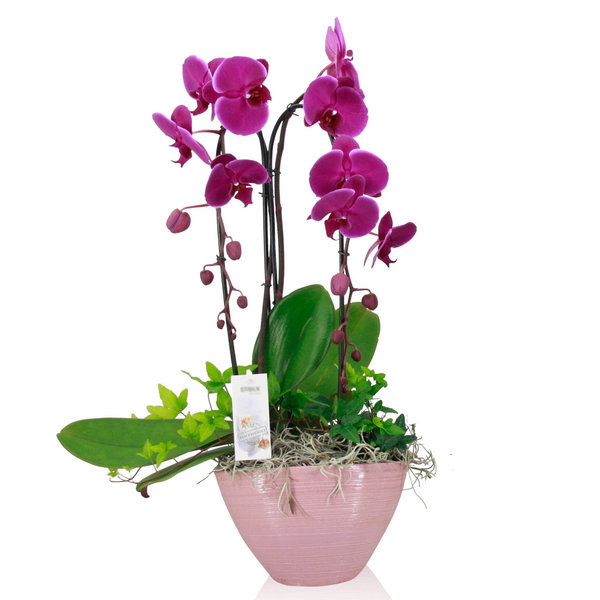 Orchidee Purple Cascade in schaal Pastel Pink