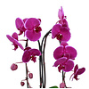 Orchidee Purple Cascade in schaal Pastel Pink