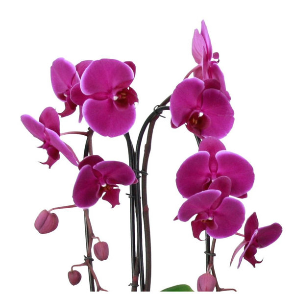 Orchidee Purple Cascade in schaal Pastel Pink
