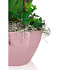 Orchidee Purple Cascade in schaal Pastel Pink