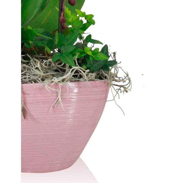Orchidee Purple Cascade in schaal Pastel Pink